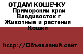 ОТДАМ КОШЕЧКУ  - Приморский край, Владивосток г. Животные и растения » Кошки   